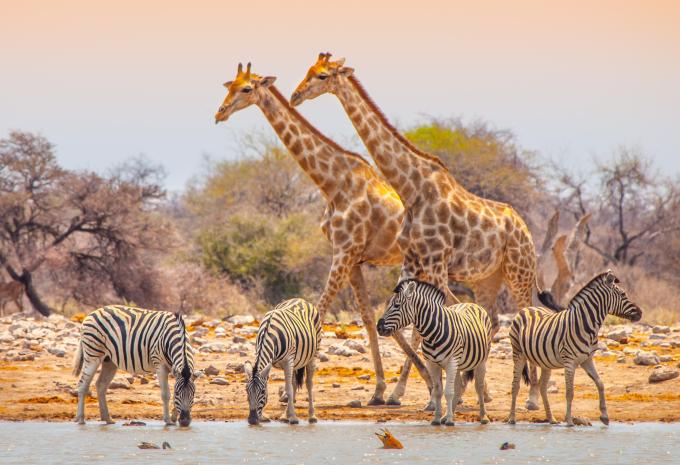 Imagebild - Kruger Nationalpark