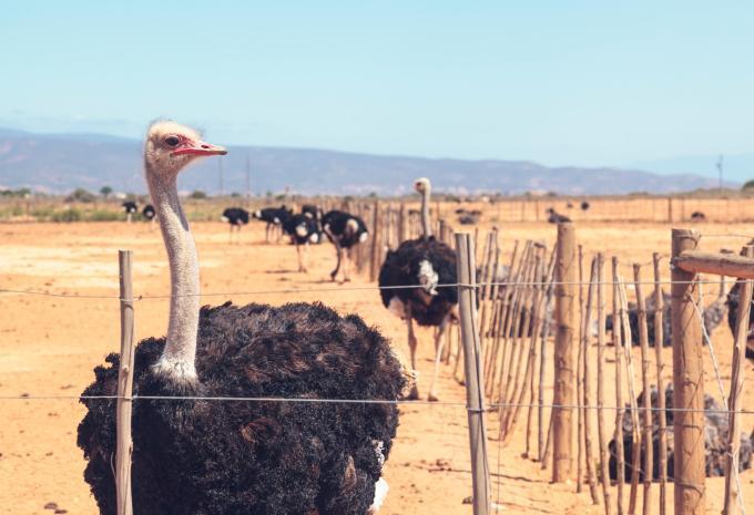 Traumhaftes Südafrika - Rundreise