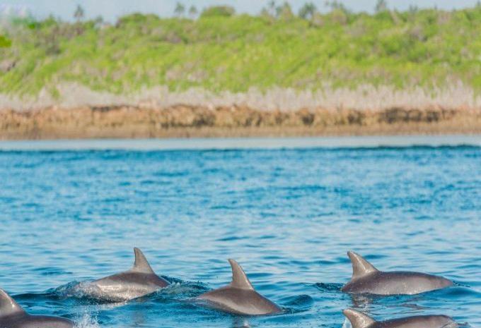 Tansania & Sansibar - Safari & Baden