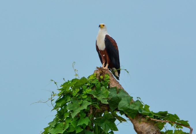 Tansania & Sansibar - Safari & Baden