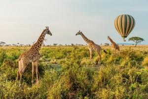 Tansania & Sansibar - Safari & Baden