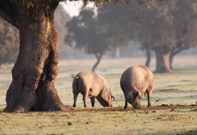 Iberico Schweine