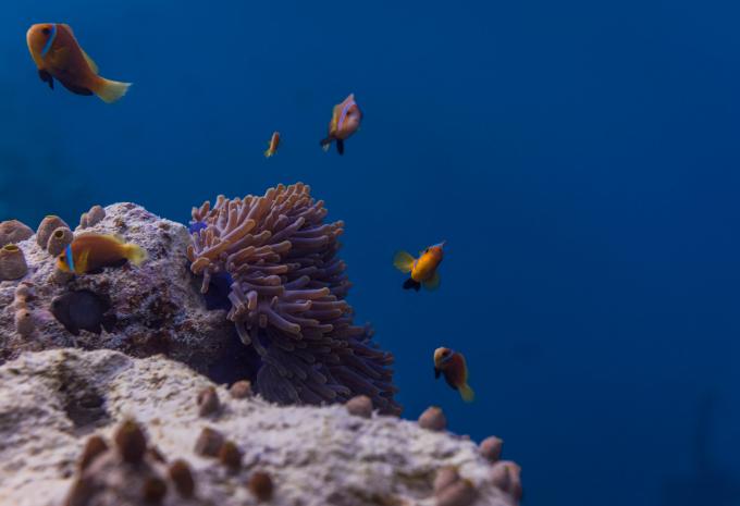 Malediven - Furaveri