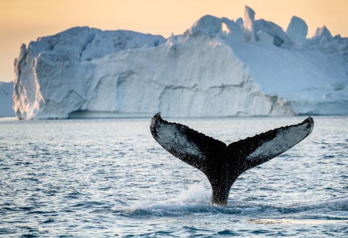 Schwanzflosse eines Buckelwals in Grönland Schwanzflosse eines Buckelwals in Grönland