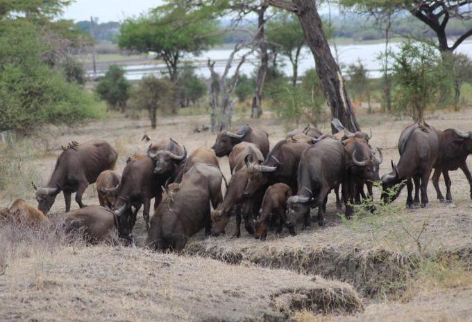 Sansibar - Safari & Baden