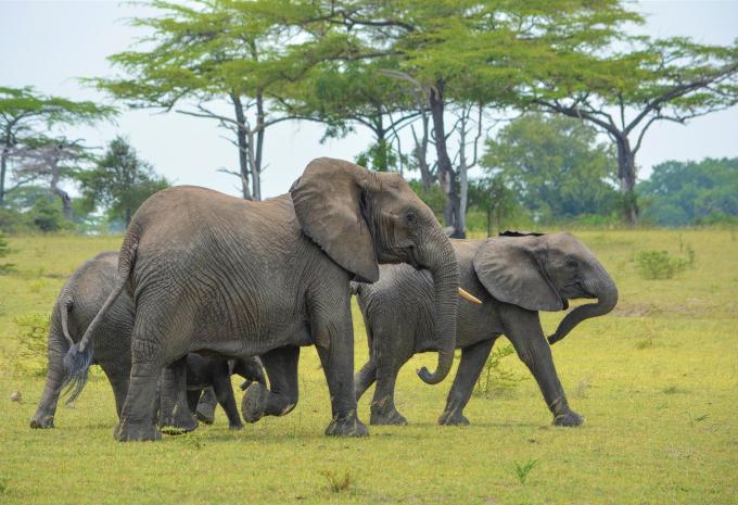 Sansibar - Safari & Baden