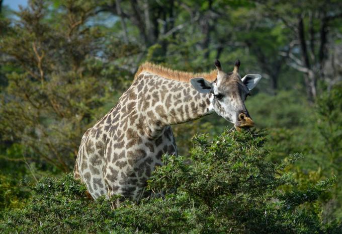 Sansibar - Safari & Baden