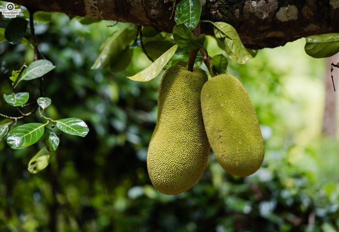 Sansibar - Safari & Baden