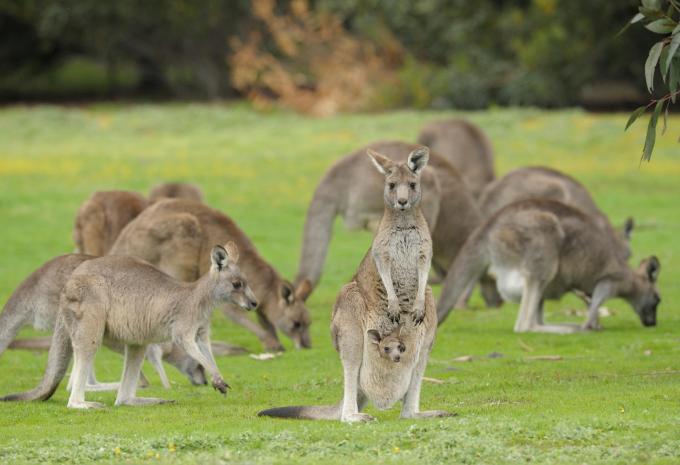 Kängurus in Australien