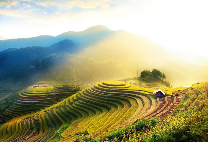 Vietnam - Reisfelder