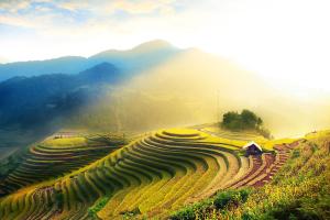 Vietnam - Reisfelder