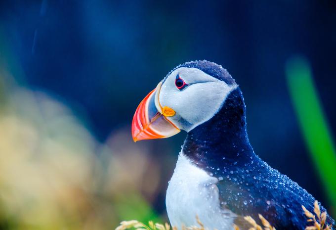 Von Southampton nach Reykjavík - Kreuzfahrt