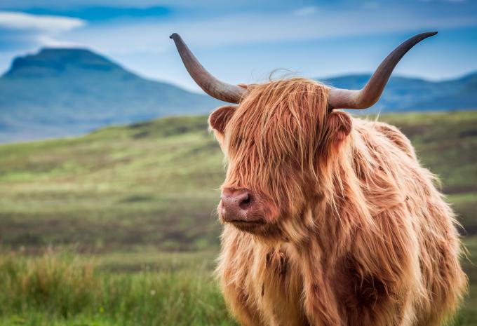 Hochlandrind, Schottland