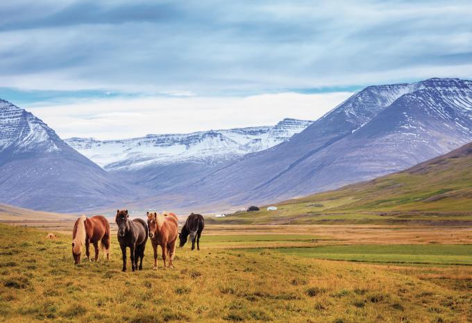 Islandpferde