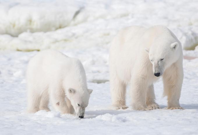 Eisbären
