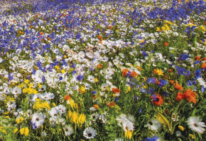 Flanderns Frühlingszauber in Blütenpracht - Rundreise