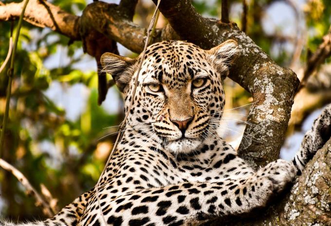 Tansania & Sansibar - Safari & Baden