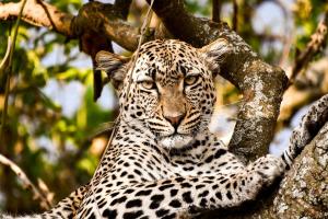 Tansania & Sansibar - Safari & Baden