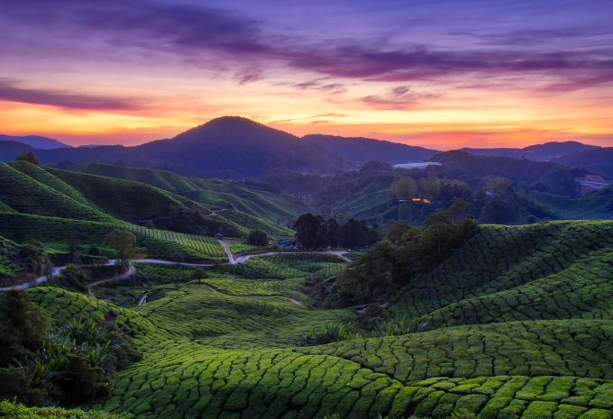 Cameron Highlands