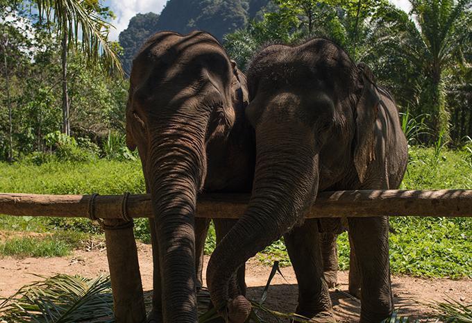 Khao Sok-Nationalpark
