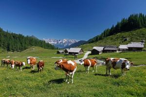 Pichl bei Schladming