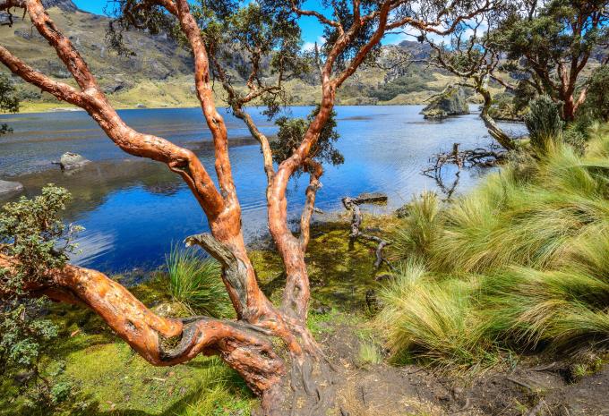 Nationalpark Cajas Nationalpark Cajas
