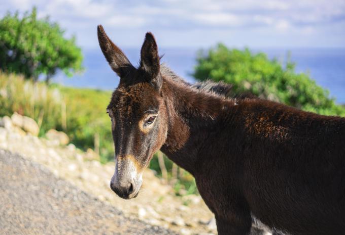 Zypern - Wandern auf den Spuren von Aphrodite