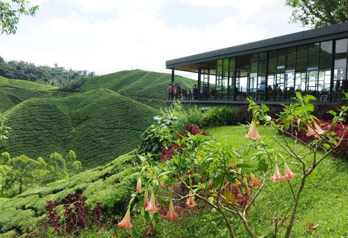 Cameron Highlands