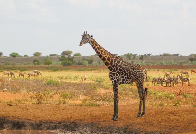 Kenia - Safari & Baden