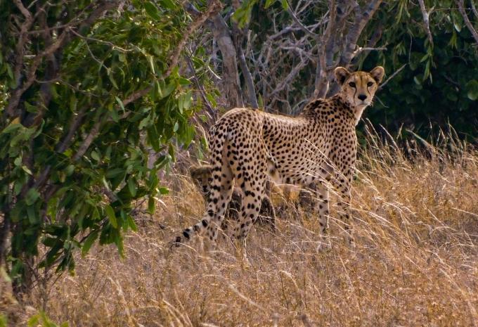 Kenia - Safari & Baden