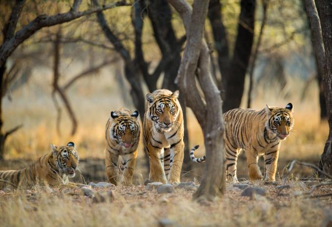 Ranthambhore-Nationalpark