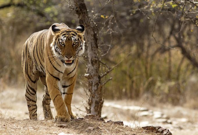 Ranthambhore-Nationalpark