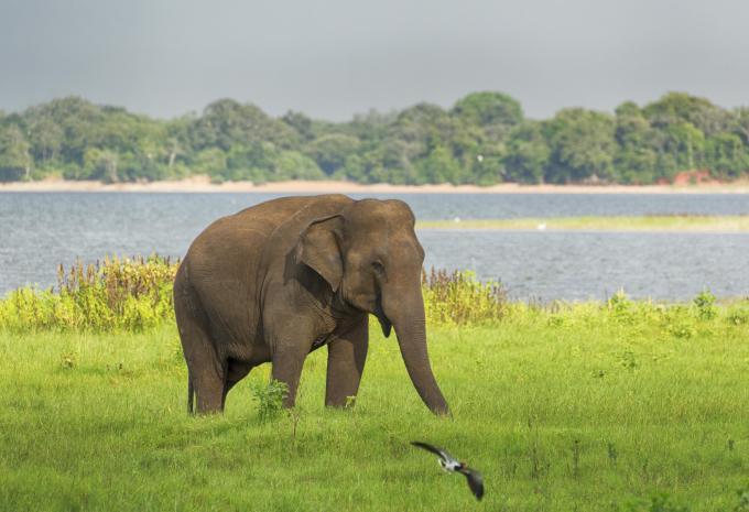 Minneriya Nationalpark