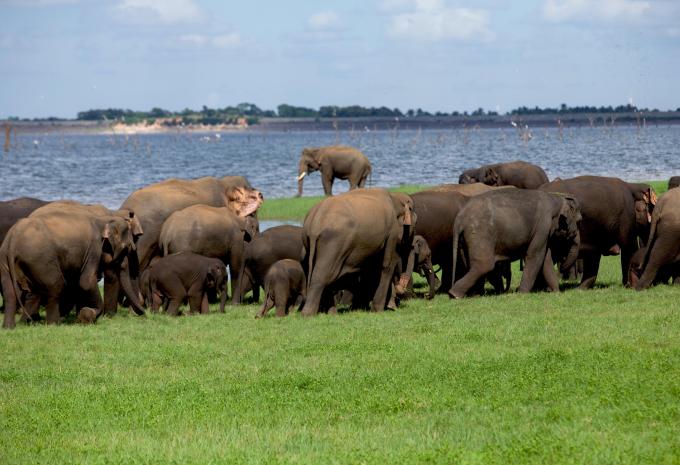 Minneriya Nationalpark