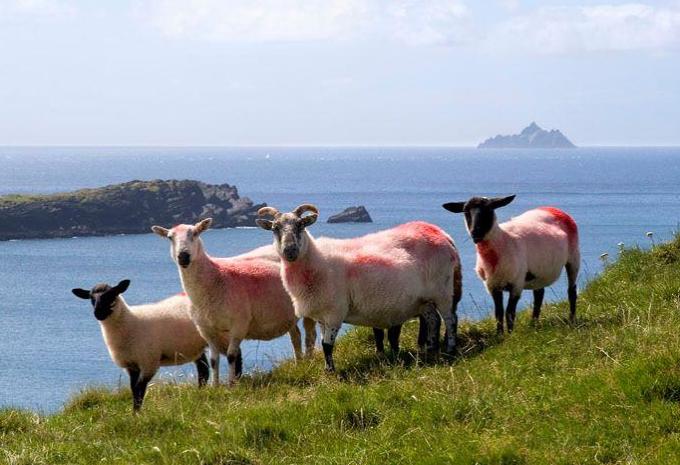 Klassisches Irland - Rundreise