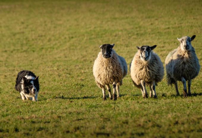 Hütehundevorführung