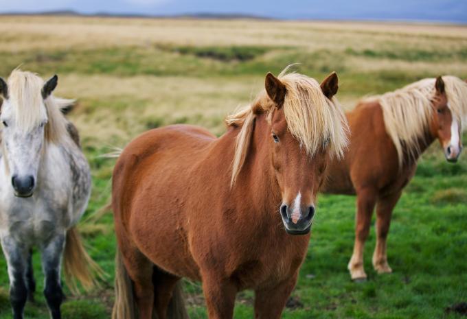 Islandpferde, Island