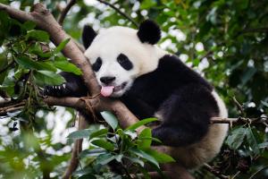 Rundreise China, Laos & Thailand