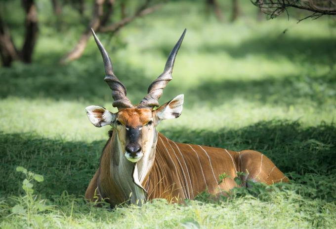 Gambia & Senegal - Magisches Westafrika - Rundreise & Baden