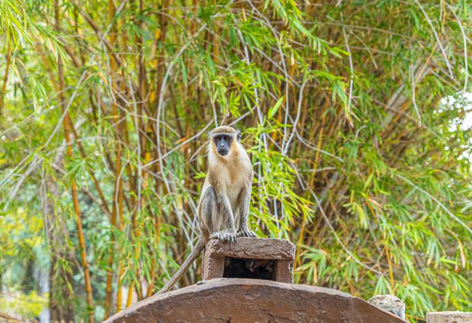 Gambia & Senegal - Magisches Westafrika - Rundreise & Baden