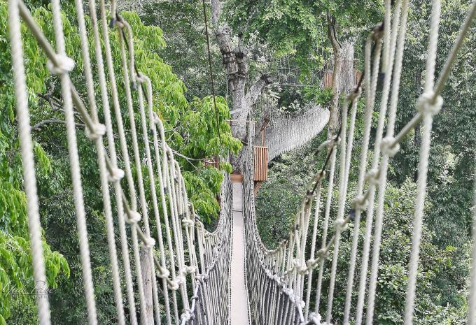 Kakum Canopy Walk