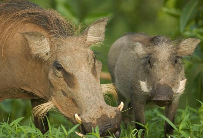 Ghana - Natur, Geschichte & Meer - Rundreise & Baden