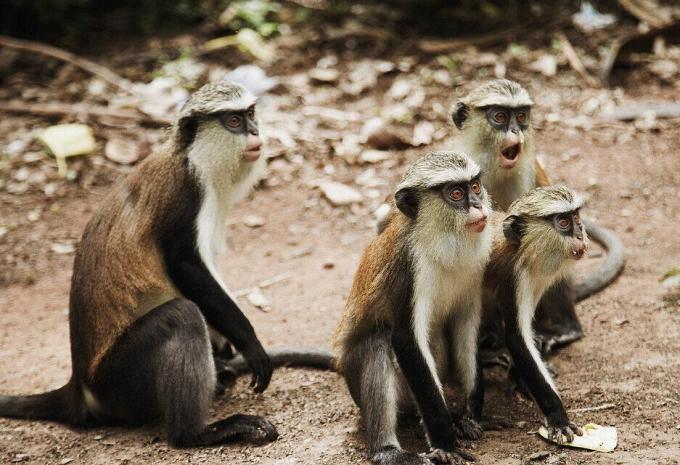 Ghana - Natur, Geschichte & Meer - Rundreise & Baden