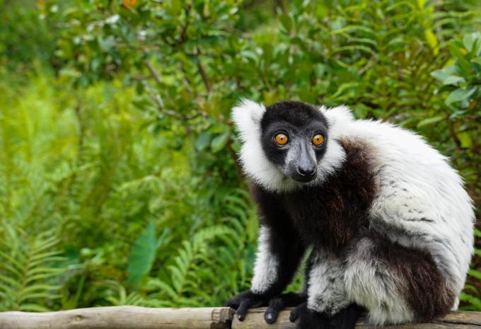 Madagaskar - Rundreise & Baden