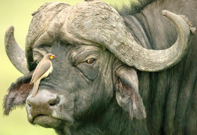 Kenia & Tansania - Ostafrikas Highlights - Rundreise, Safari & Baden