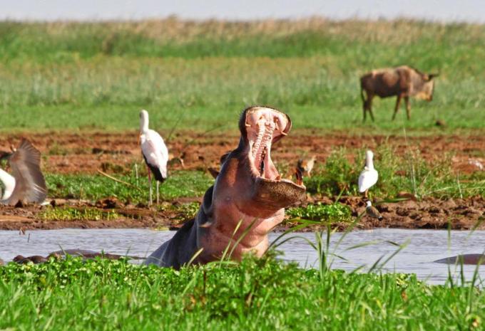 Kenia & Tansania - Ostafrikas Highlights - Rundreise, Safari & Baden