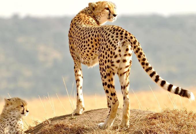 Kenia & Tansania - Ostafrikas Highlights - Rundreise, Safari & Baden