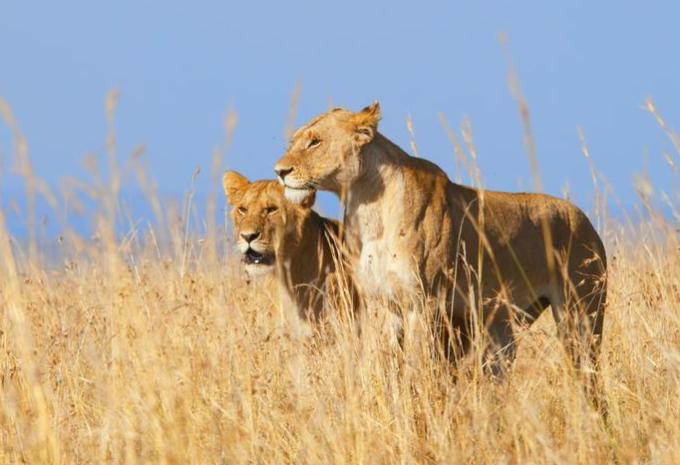 Kenia & Tansania - Ostafrikas Highlights - Rundreise, Safari & Baden