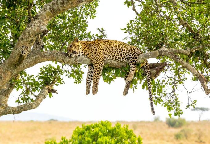 Kenia & Tansania - Ostafrikas Highlights - Rundreise, Safari & Baden