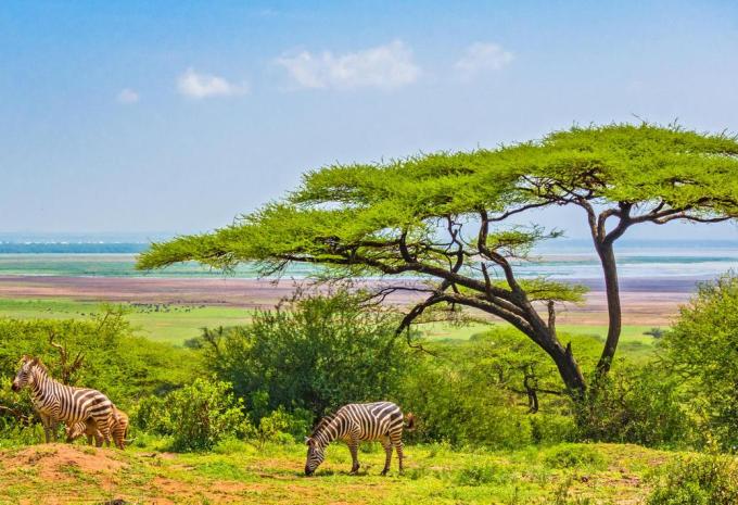 Lake Manyara Nationalpark